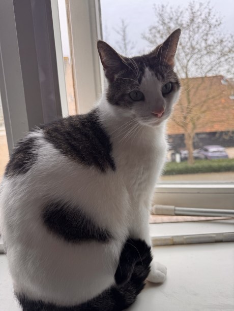 Kat Europese korthaar of huiskat