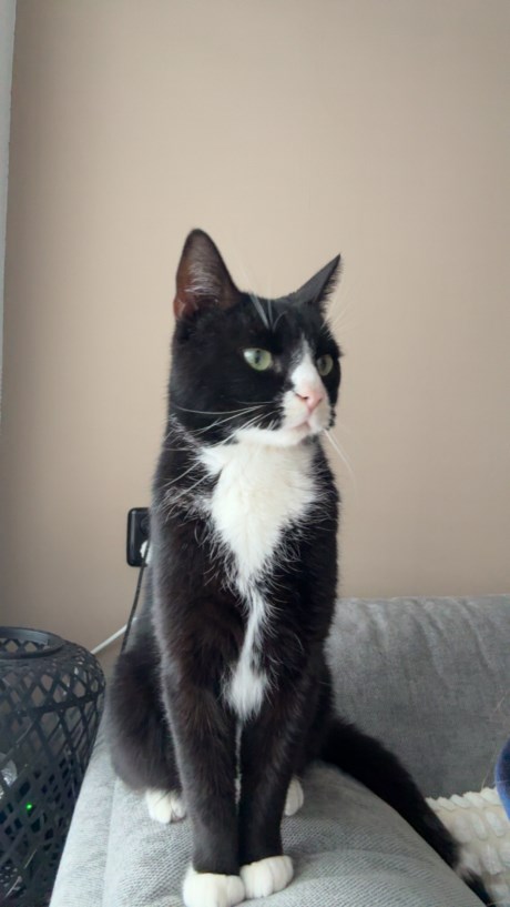 Kat Europese korthaar of huiskat