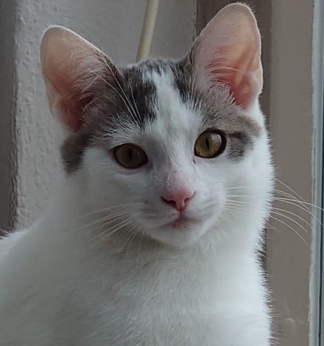 Kat Europese korthaar of huiskat