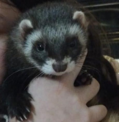 Kleine roofdieren Fret