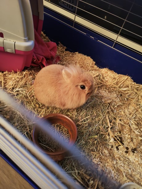 Knaagdier / Haasachtige Konijn