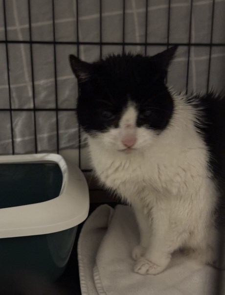 Kat Europese korthaar of huiskat