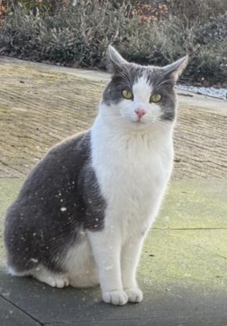 Kat Europese korthaar of huiskat