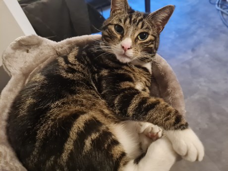 Kat Europese korthaar of huiskat