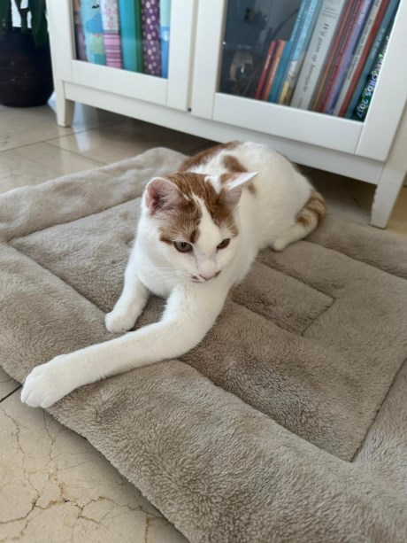 Kat Europese korthaar of huiskat