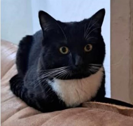 Kat Europese korthaar of huiskat