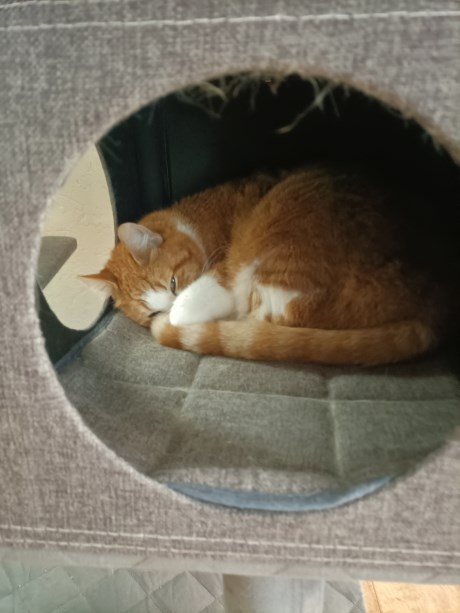 Kat Europese korthaar of huiskat