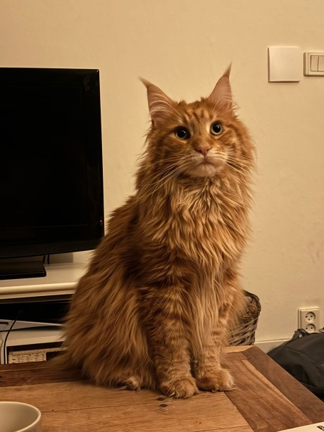 Kat Maine Coon
