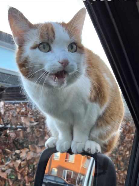 Kat Europese korthaar of huiskat