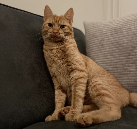 Kat Europese korthaar of huiskat