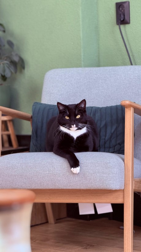 Kat Europese korthaar of huiskat