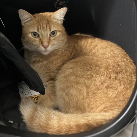 Kat Europese korthaar of huiskat