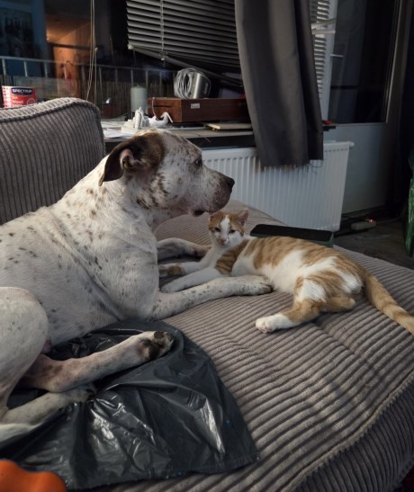 Kat Europese korthaar of huiskat