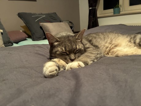 Kat Europese korthaar of huiskat