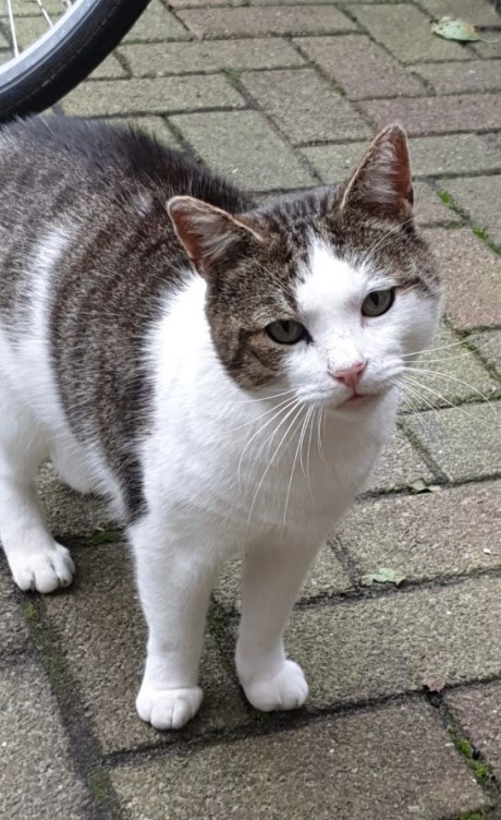 Kat Europese korthaar of huiskat