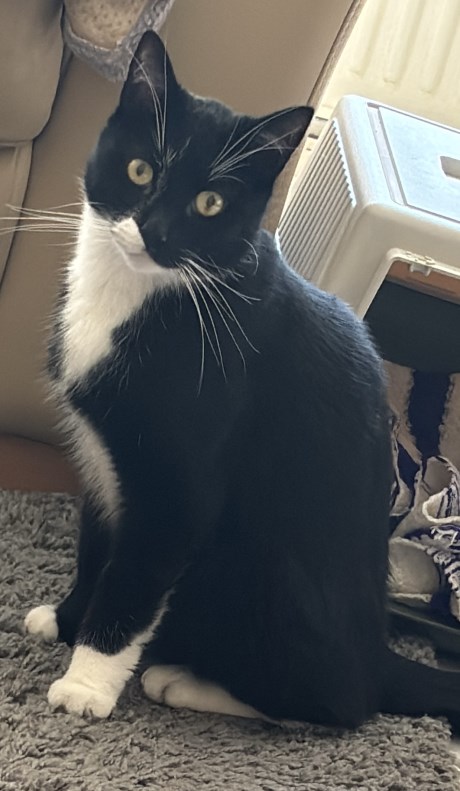 Kat Europese korthaar of huiskat