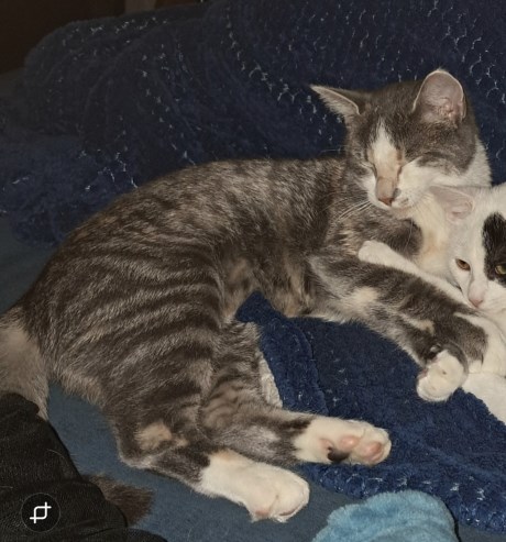 Kat Europese korthaar of huiskat