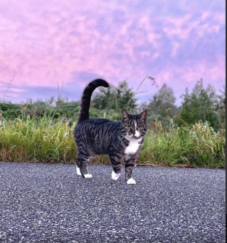 Kat Europese korthaar of huiskat