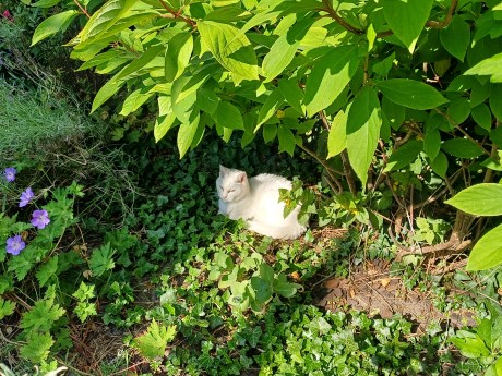 Kat Europese korthaar of huiskat