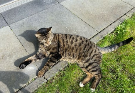 Kat Europese korthaar of huiskat