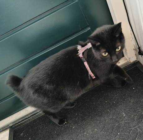 Kat Europese korthaar of huiskat