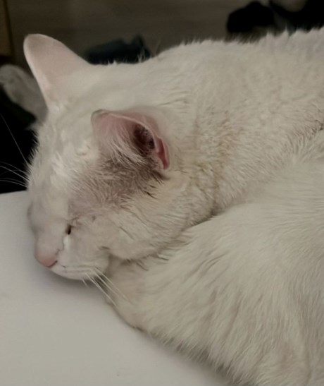 Kat Europese korthaar of huiskat