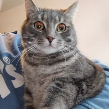 Kat Europese korthaar of huiskat