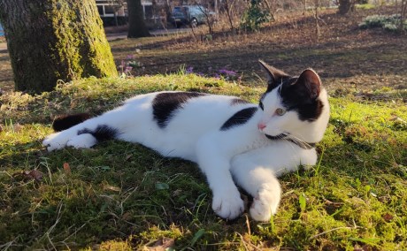 Kat Europese korthaar of huiskat