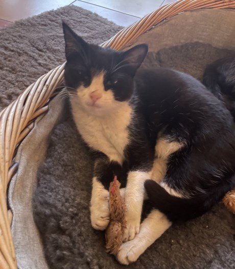 Kat Europese korthaar of huiskat