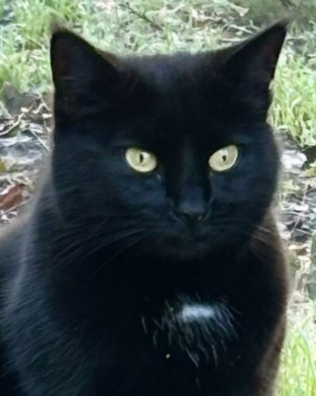 Kat Europese korthaar of huiskat