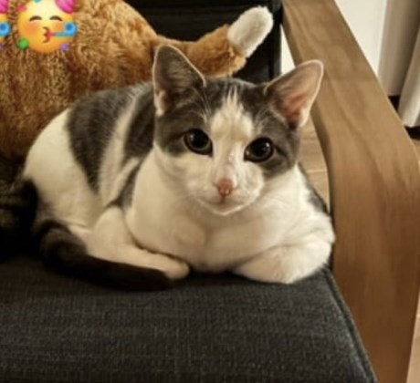 Kat Europese korthaar of huiskat