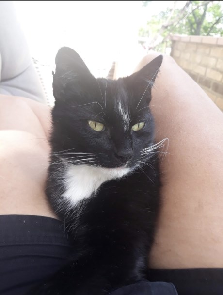 Kat Europese korthaar of huiskat