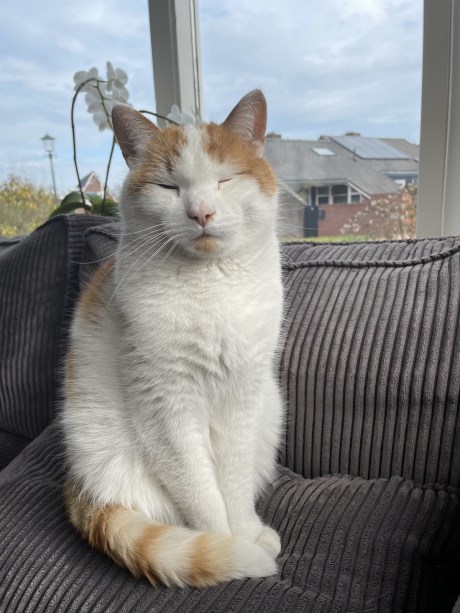 Kat Europese korthaar of huiskat