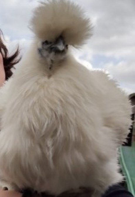 Bijzondere dieren Overige