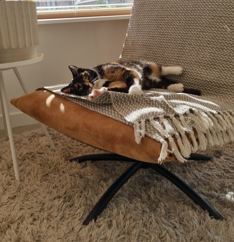 Kat Europese korthaar of huiskat