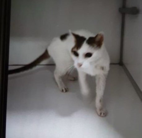 Kat Europese korthaar of huiskat