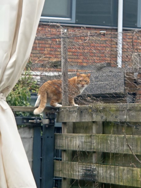 Kat Europese korthaar of huiskat