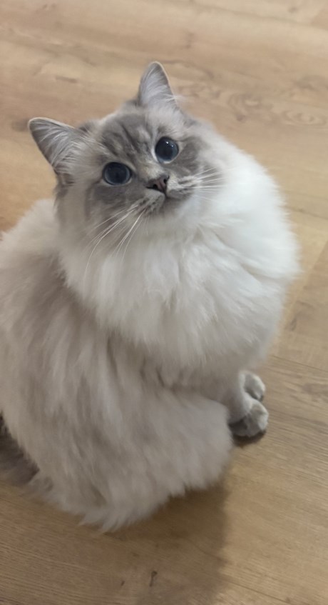 Kat Ragdoll
