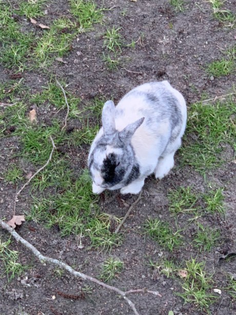 Knaagdier / Haasachtige Konijn