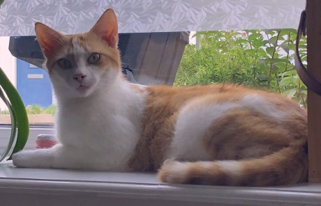 Kat Europese korthaar of huiskat