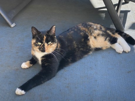 Kat Europese korthaar of huiskat