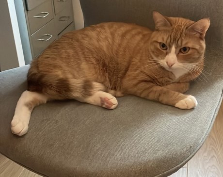 Kat Europese korthaar of huiskat