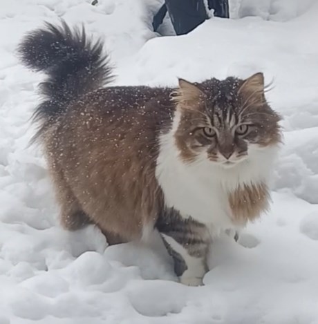 Kat Europese korthaar of huiskat