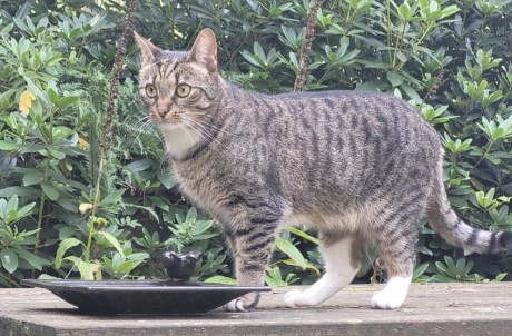 Kat Europese korthaar of huiskat