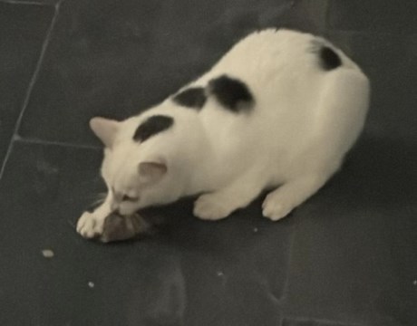 Kat Europese korthaar of huiskat