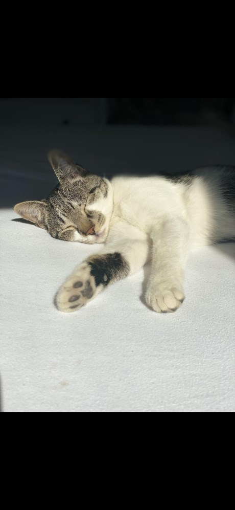 Kat Europese korthaar of huiskat