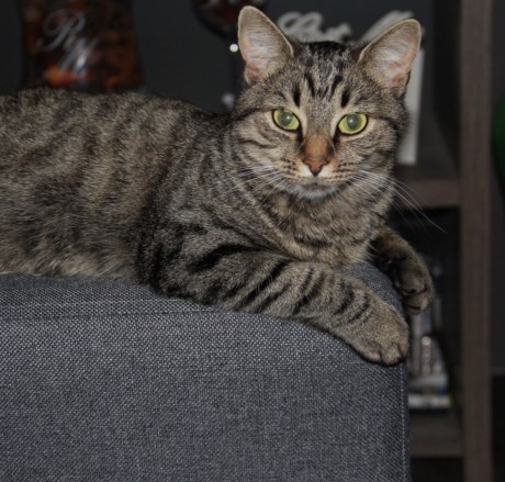 Kat Europese korthaar of huiskat