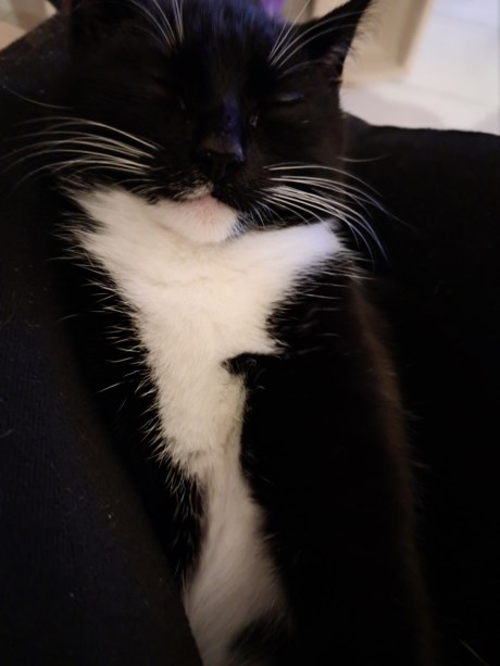 Kat Europese korthaar of huiskat