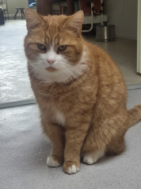 Kat Europese korthaar of huiskat