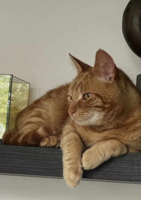 Kat Europese korthaar of huiskat